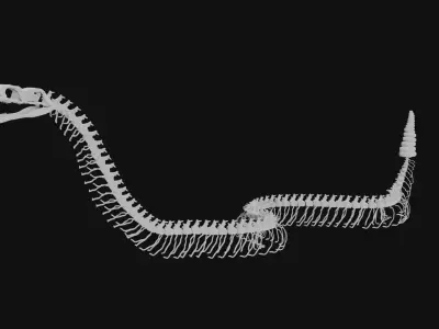 Rattle snake skeleton 3D model