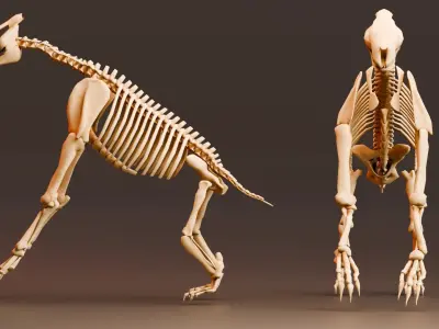 Realistic Mammals Fossil - Chalicotherium Low-poly 3D model