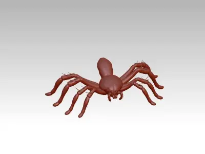 Spider insect 3D model