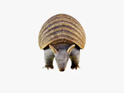 Armadillo Free 3D model
