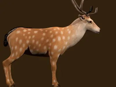 Fawn Deer Rig 3D model