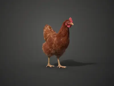 Red Hen Animated VFX Grace 3D model