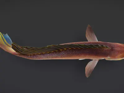 Horsehead Tilefish Animated 3D model