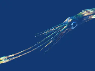 Giant Squid Low-poly 3D model