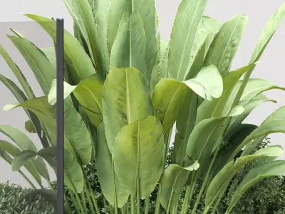 Indoor Plants Vol 321 3D Model Scene 3D model