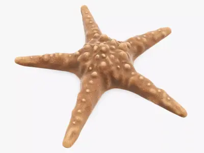 Sea star on a ground 3D model