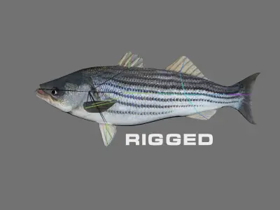 Low-Poly Striped Bass Animated Free low-poly 3D model