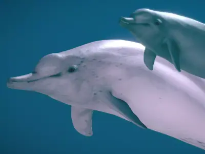 Indo-Pacific Humpback Dolphin 3D model