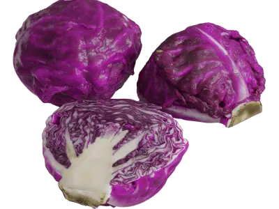  Red Cabbage Models 