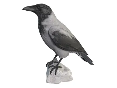  Hooded Crow 3D model