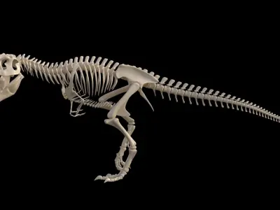 dinosaur t - rex skeleton 3D model