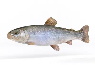 Fresh Char Fish 3D model