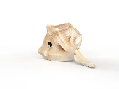 Sea shell - Scan Low-poly 3D model