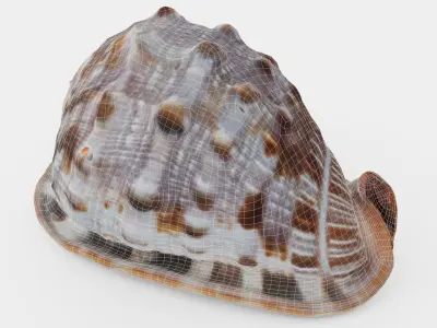 Red Helmet Shell Of A Ocean Snail Low-poly 3D model