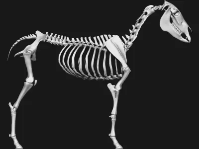 Zebra skeleton 3D model