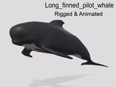 Long finned pilot whale Animated Low-poly Low-poly 3D model