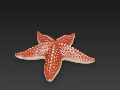 Starfish Realistic 3D Model Basic - Low Poly Realistic Low-poly 3D model