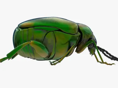 4K Beetle Low-poly 3D model