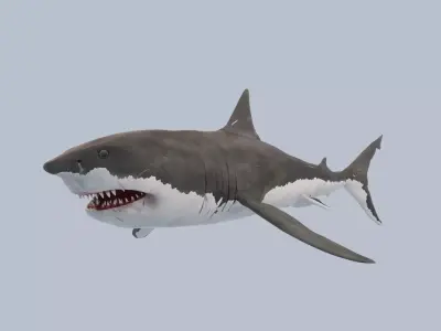 Great White Shark Low-poly 3D model