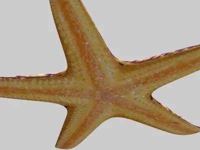 Starfish Sea star Low-poly 3D model