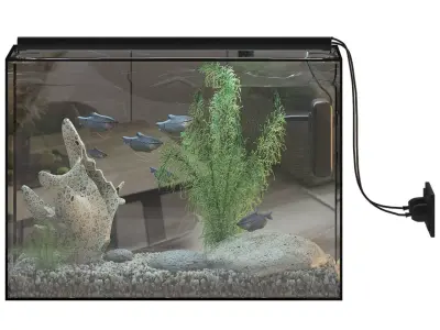 Fish Gourami Aquarium 70x30 3D model