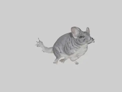 Chinchilla hopping model Low-poly 3D model