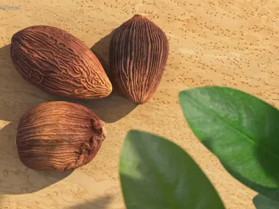 Spices Collection 3D model