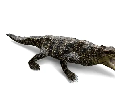 3D Model crocodile alligator  Low-poly 3D model