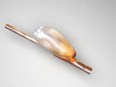 Head Louse Nit 3D model