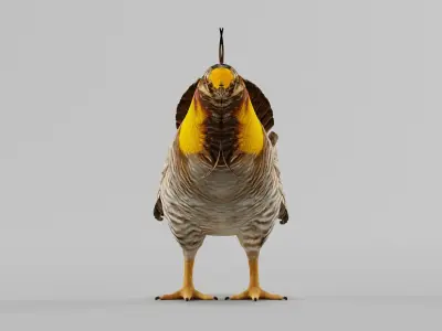 Attwaters Prairie Chicken Birds 3D model