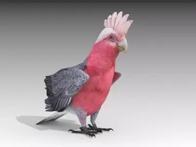 Galah cockatoo in flight - cockatoo in flight Low-poly 3D model