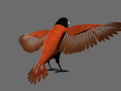 Munia 3D model