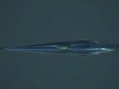 Sardine fish Low-poly 3D model