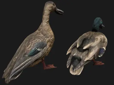 Duck Pack Low-poly 3D model