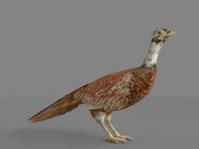 Pheasant 3D 3D model