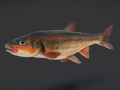 big-scaled redfin - tribolodon hakonensis fish Animated 3D model