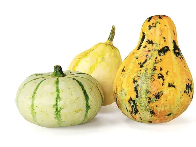 Decorative pumpkins Free 3D model