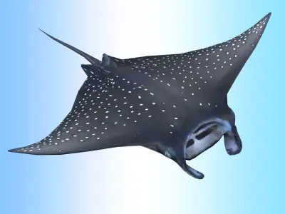 Manta Ray  Low-poly 3D model