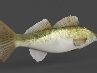 Fish Zander 3D model