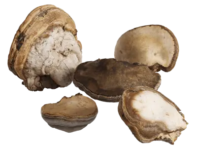  Big Polypores Tree Fungus Models Collection 