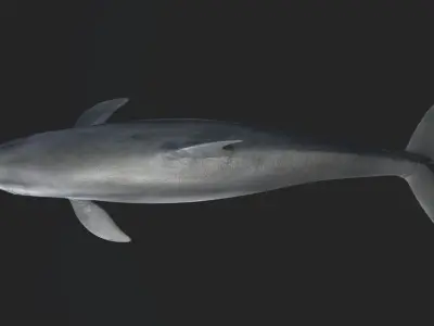 Bottlenose Dolphin 3D model