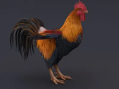 Rooster 3D model 4