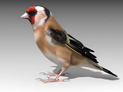 Goldfinch Low-poly 3D model
