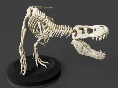 Realistic T-Rex Dinosaur Skeleton 3D model