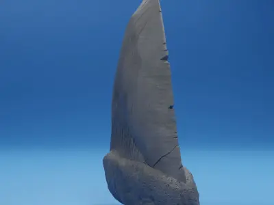 Megalodon Tooth Fossil 3D print model