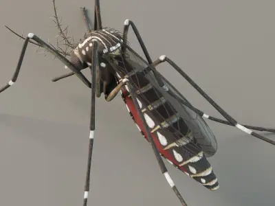 Mosquito aedes aegypti 3D model