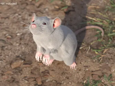 Realistic White Rat with Fur Rigged 3D model