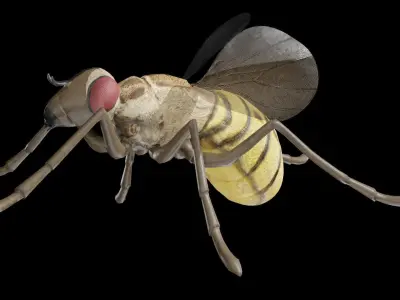 Housefly fully rigged low poly Low-poly 3D model