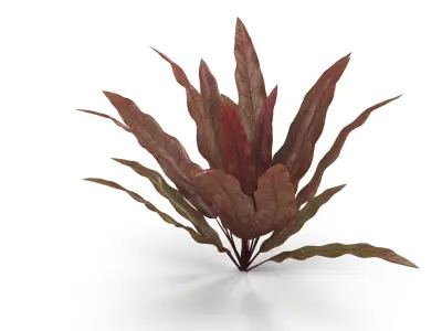 Barclaya longifolia 3D model