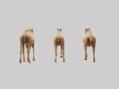 Camels galloping model Low-poly 3D model